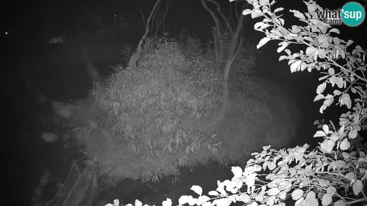 Gibbon à joues jaunes Zoo Ljubljana live cam