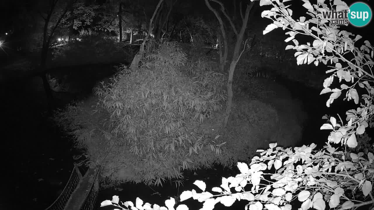 Yellow-cheeked gibbon Zoo Ljubljana livecam