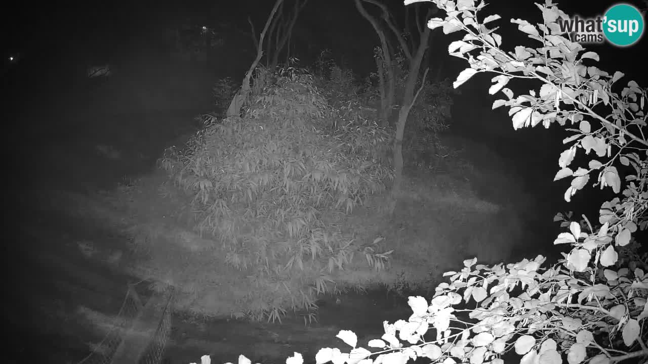 Yellow-cheeked gibbon Zoo Ljubljana livecam