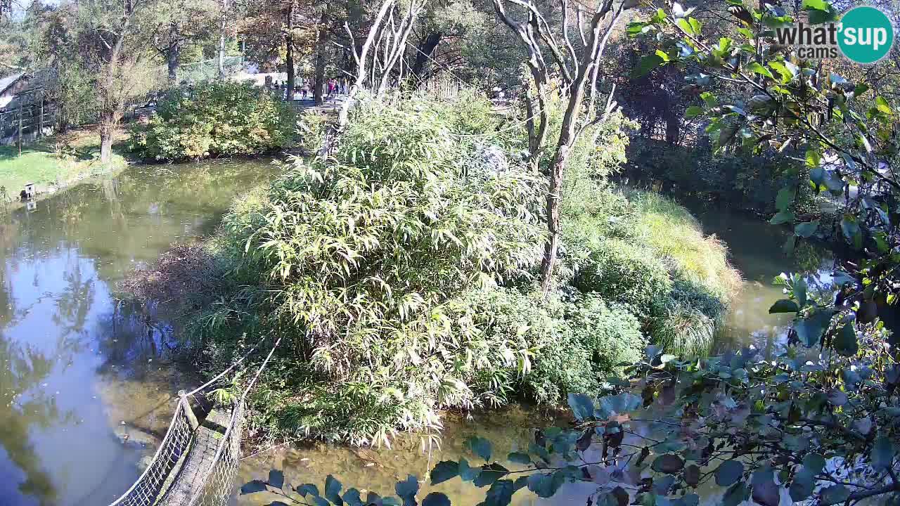 Gibon – Nomascus gabriellae – Zoo Ljubljana web kamera