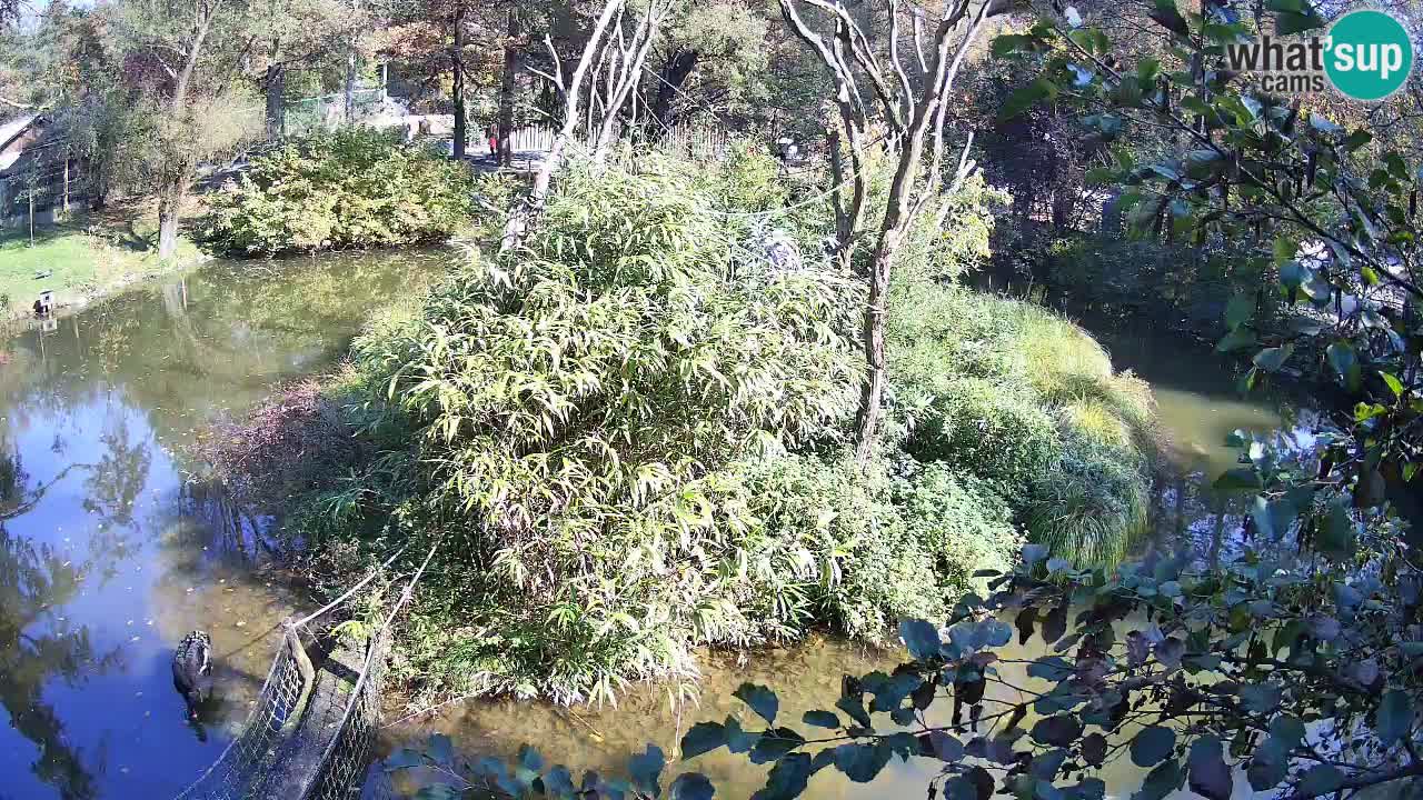 Gibbon à joues jaunes Zoo Ljubljana live cam