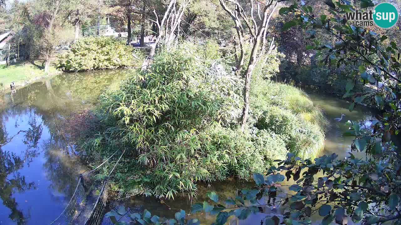 Yellow-cheeked gibbon Zoo Ljubljana livecam
