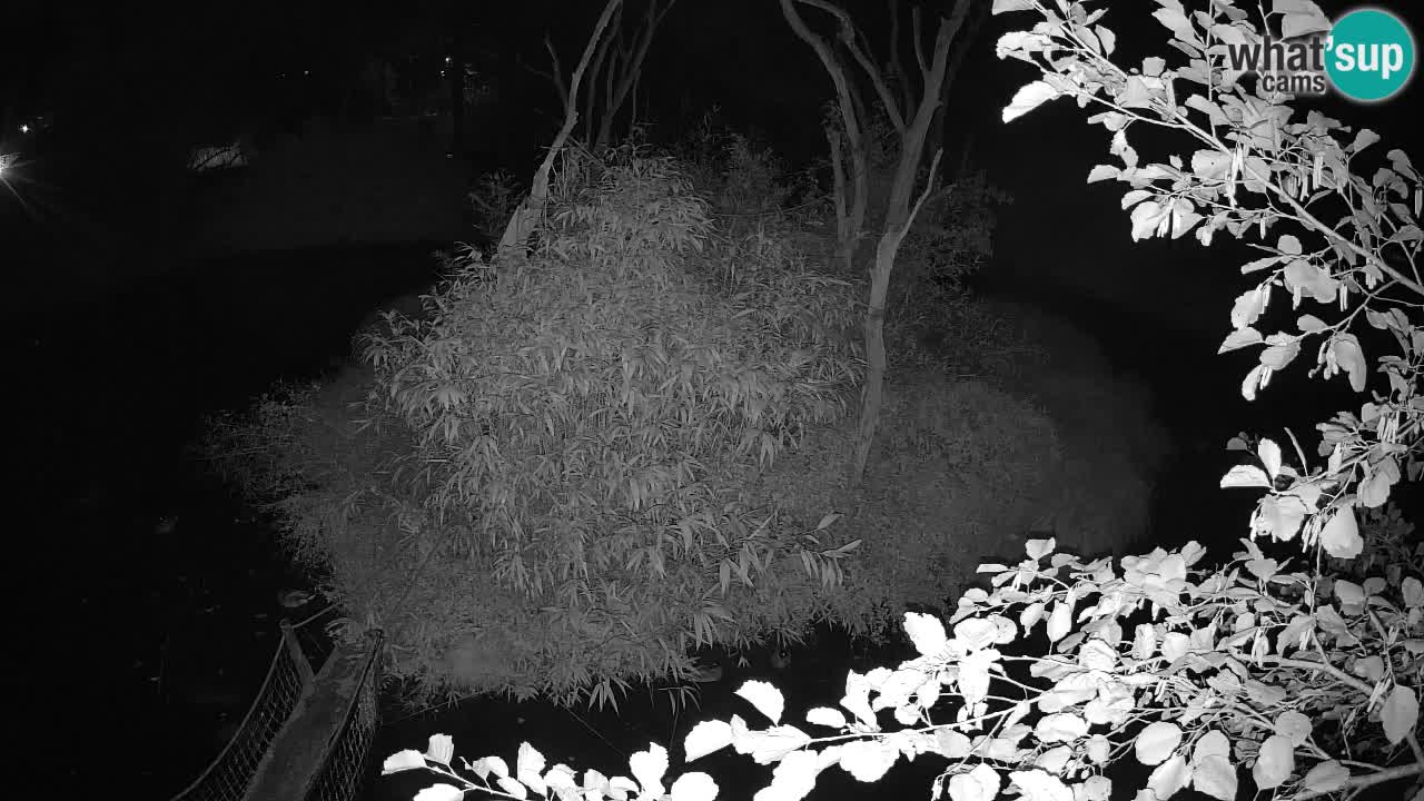 Gibbon à joues jaunes Zoo Ljubljana live cam