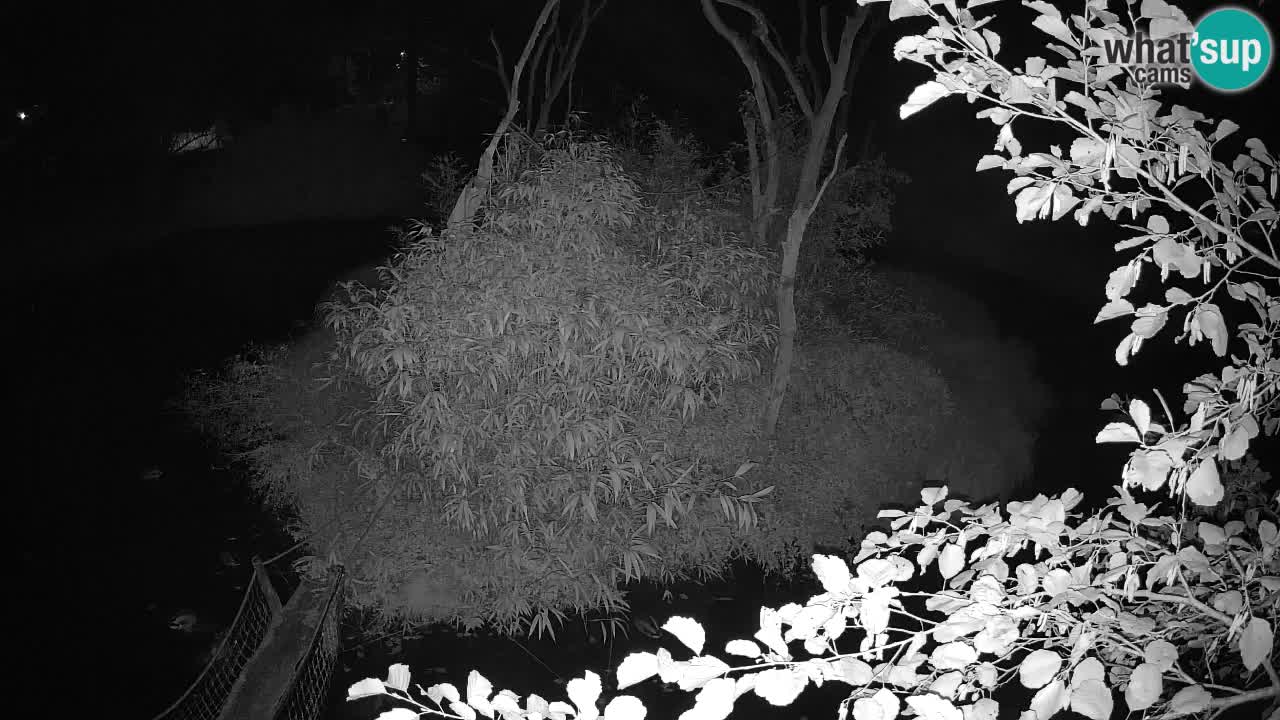 Gibon – Nomascus gabriellae – Zoo Ljubljana web kamera