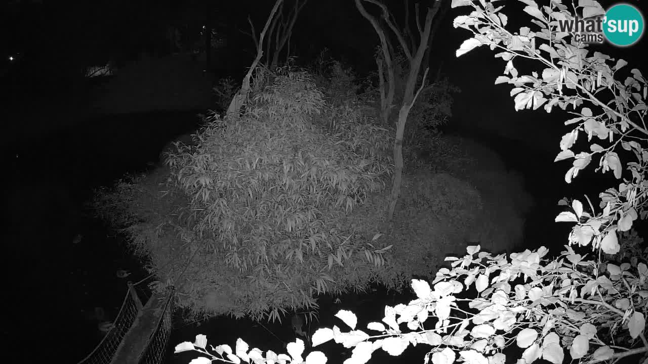 Südlicher Gelbwangen-Schopfgibbon Zoo Ljubljana webcam