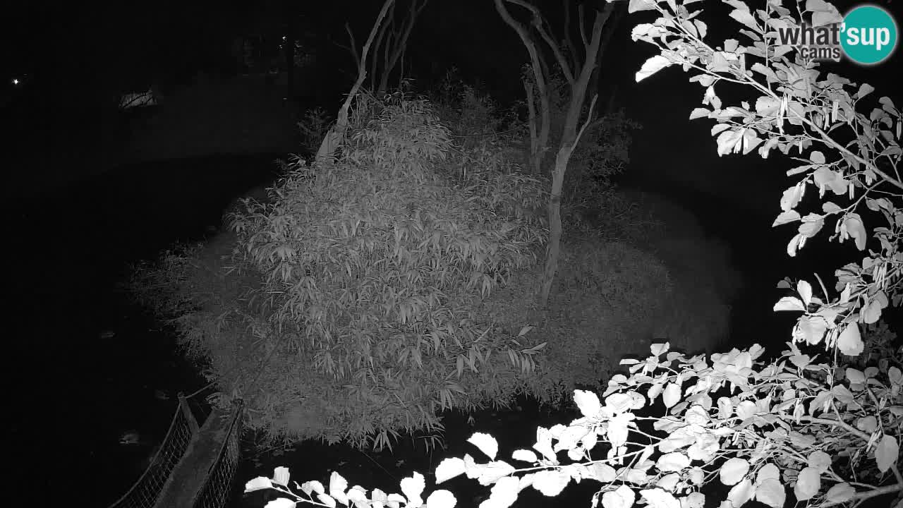 Gibbon à joues jaunes Zoo Ljubljana live cam