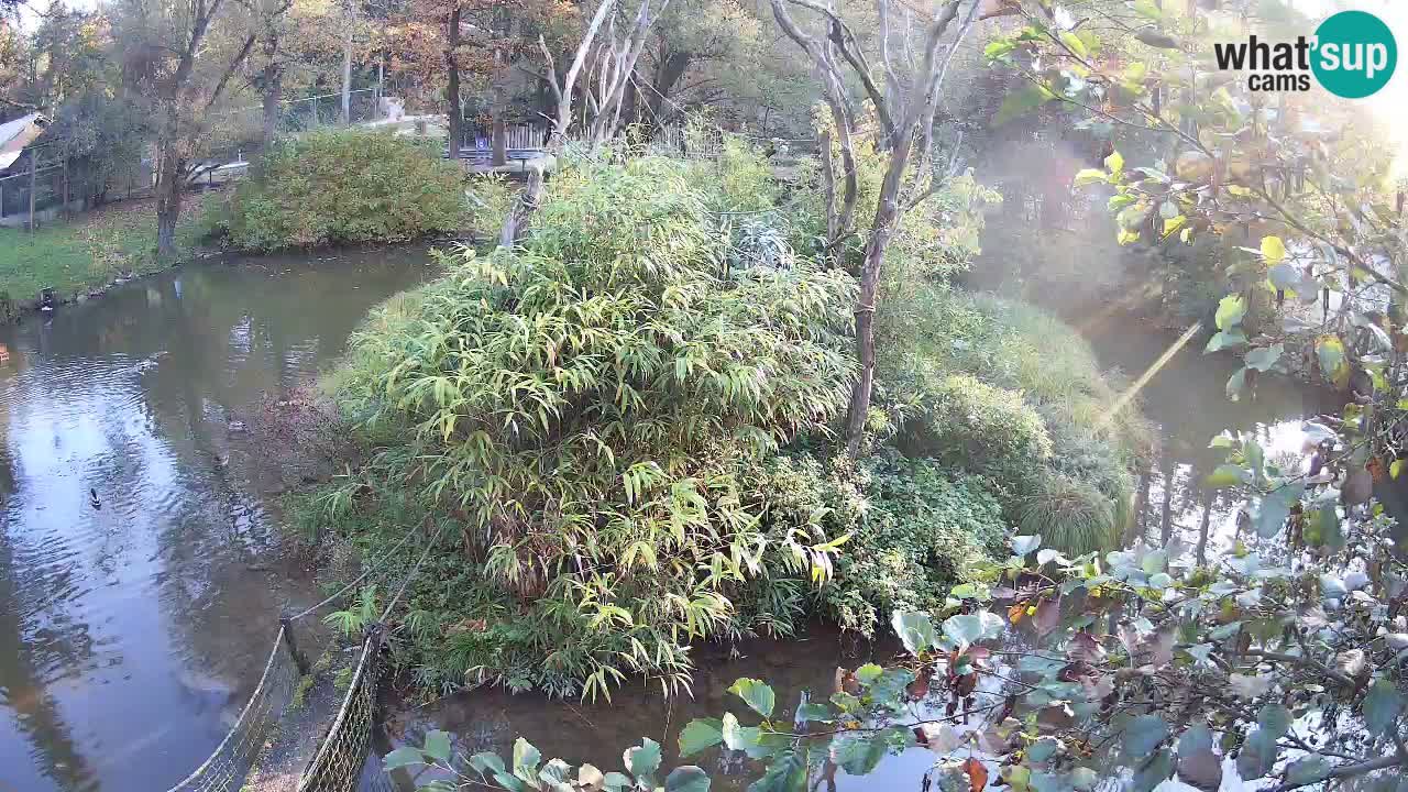 Südlicher Gelbwangen-Schopfgibbon Zoo Ljubljana webcam