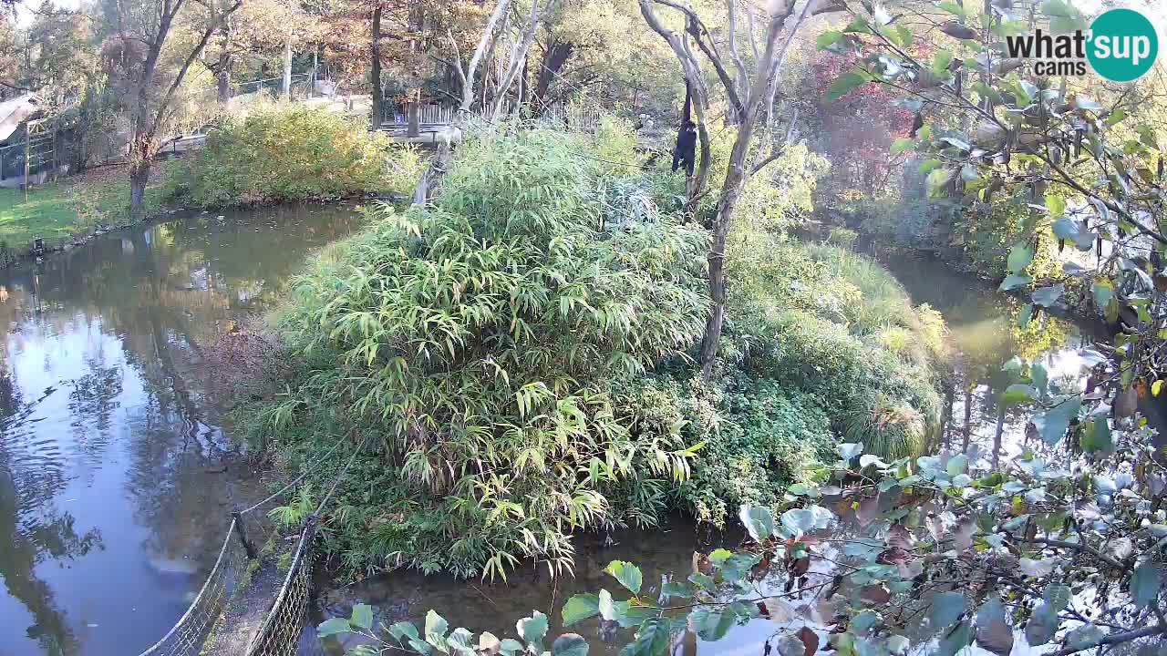 Gibon – Nomascus gabriellae – Zoo Ljubljana web kamera