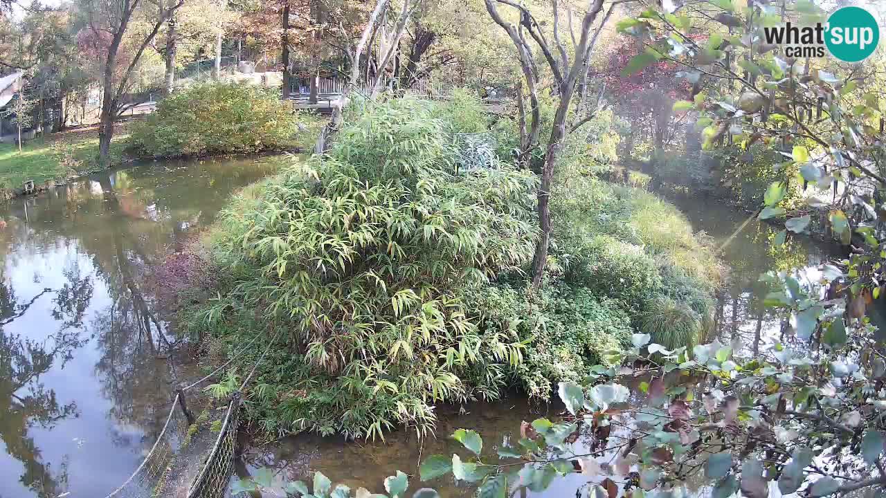 Yellow-cheeked gibbon Zoo Ljubljana livecam