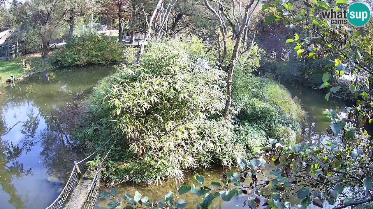 Gibón de mejillas beige Zoo Ljubljana