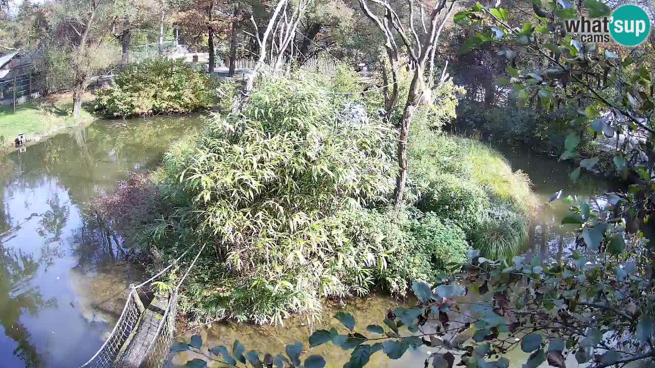 Yellow-cheeked gibbon Zoo Ljubljana livecam