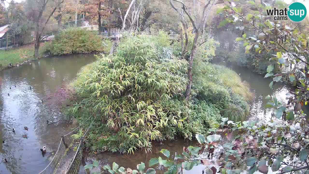 Yellow-cheeked gibbon Zoo Ljubljana livecam
