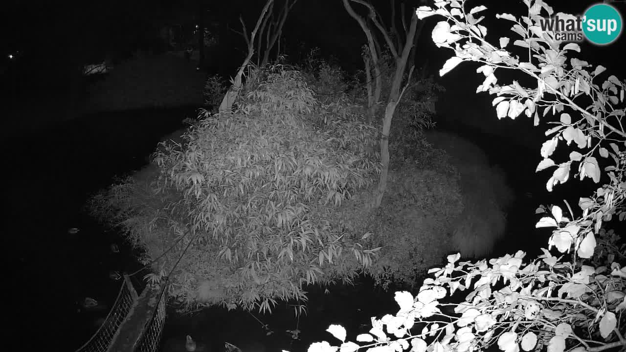 Yellow-cheeked gibbon Zoo Ljubljana livecam
