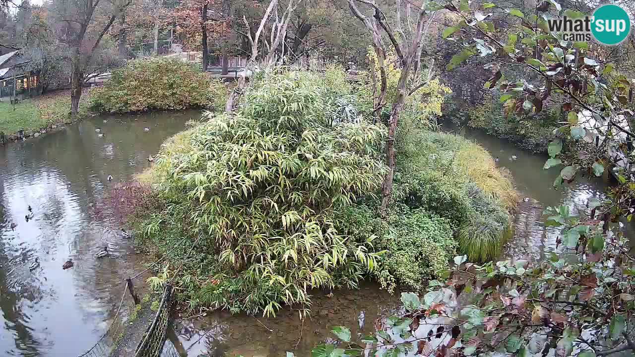 Südlicher Gelbwangen-Schopfgibbon Zoo Ljubljana webcam