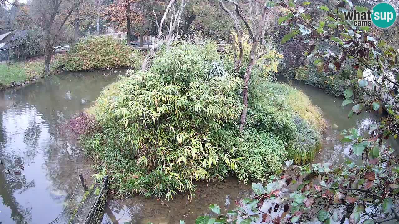 Yellow-cheeked gibbon Zoo Ljubljana livecam
