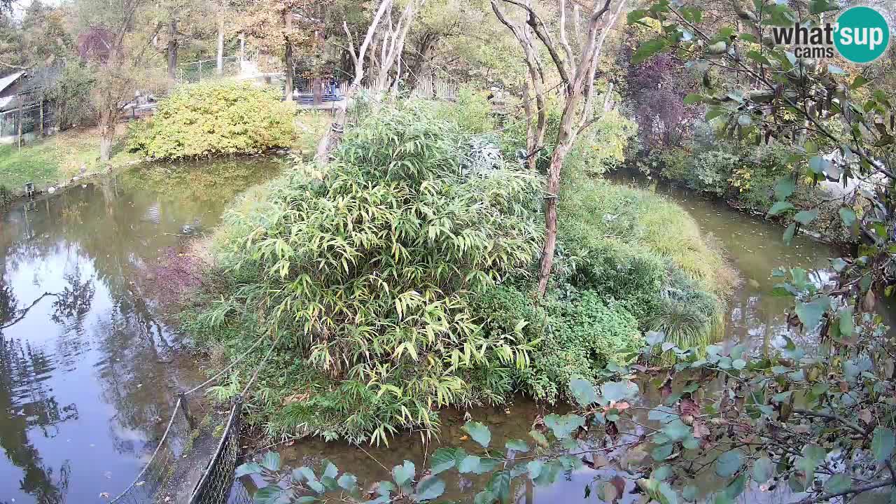 Gibbon à joues jaunes Zoo Ljubljana live cam