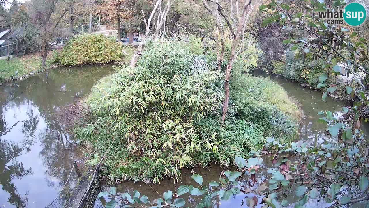 Südlicher Gelbwangen-Schopfgibbon Zoo Ljubljana webcam