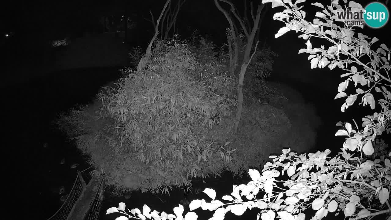 Gibbon à joues jaunes Zoo Ljubljana live cam