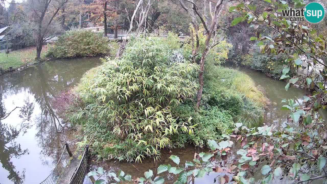 Yellow-cheeked gibbon Zoo Ljubljana livecam