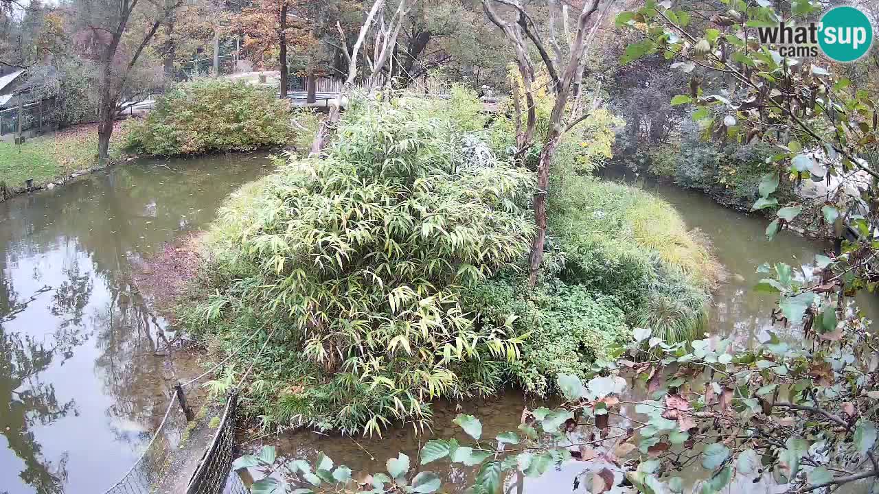 Südlicher Gelbwangen-Schopfgibbon Zoo Ljubljana webcam