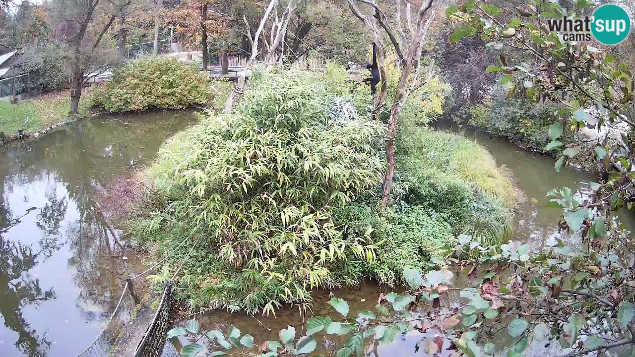 Südlicher Gelbwangen-Schopfgibbon Zoo Ljubljana webcam