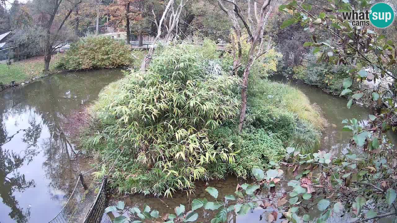 Yellow-cheeked gibbon Zoo Ljubljana livecam