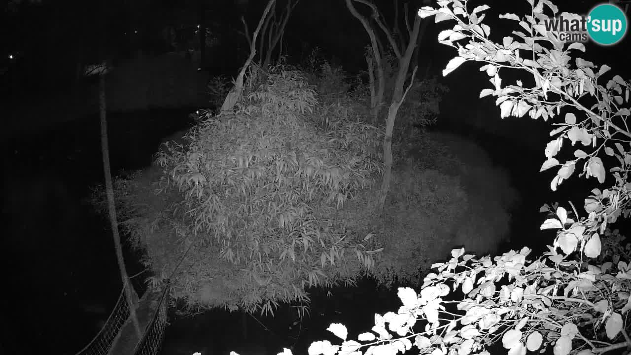 Yellow-cheeked gibbon Zoo Ljubljana livecam