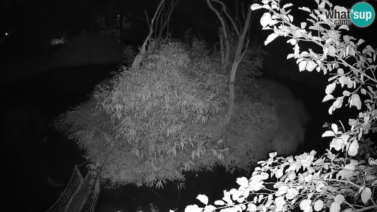 Yellow-cheeked gibbon Zoo Ljubljana livecam