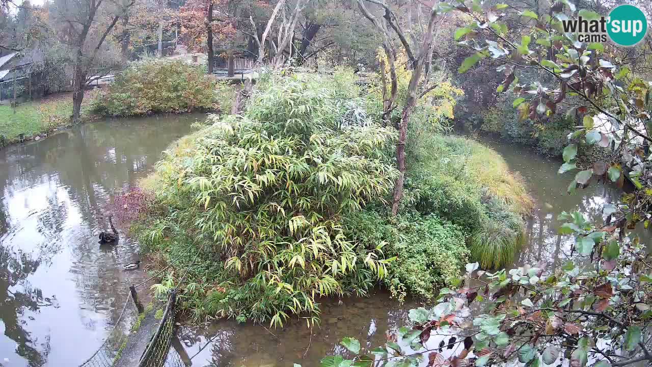 Yellow-cheeked gibbon Zoo Ljubljana livecam
