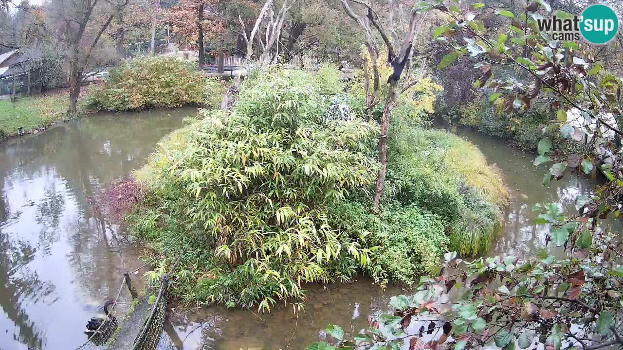 Yellow-cheeked gibbon Zoo Ljubljana livecam