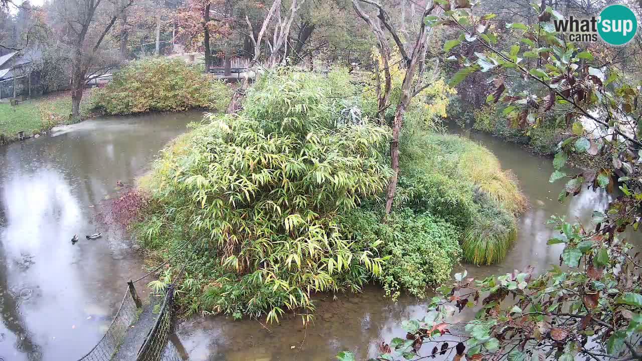 Gibón de mejillas beige Zoo Ljubljana