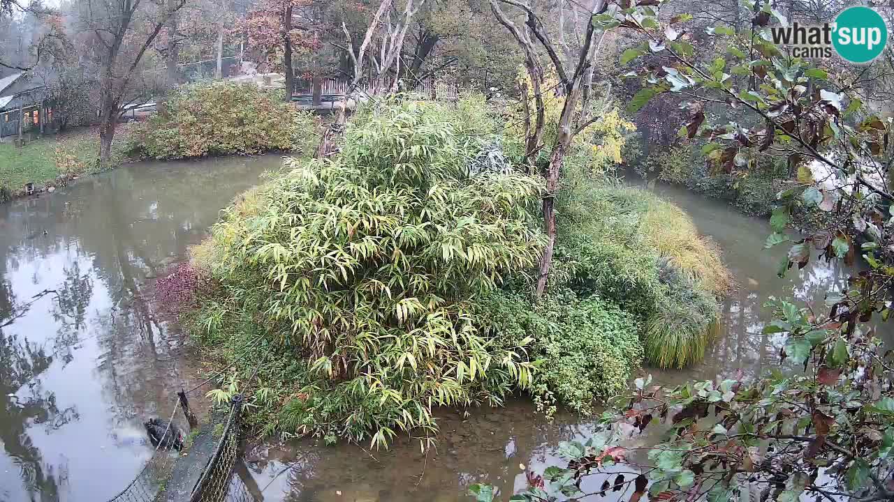 Südlicher Gelbwangen-Schopfgibbon Zoo Ljubljana webcam