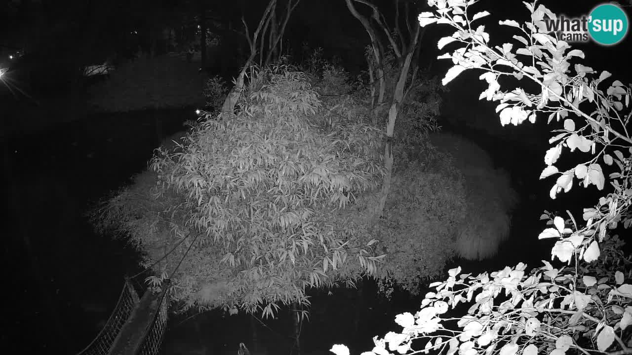 Gibbone dalle guance rosa nello ZOO di Ljubljana