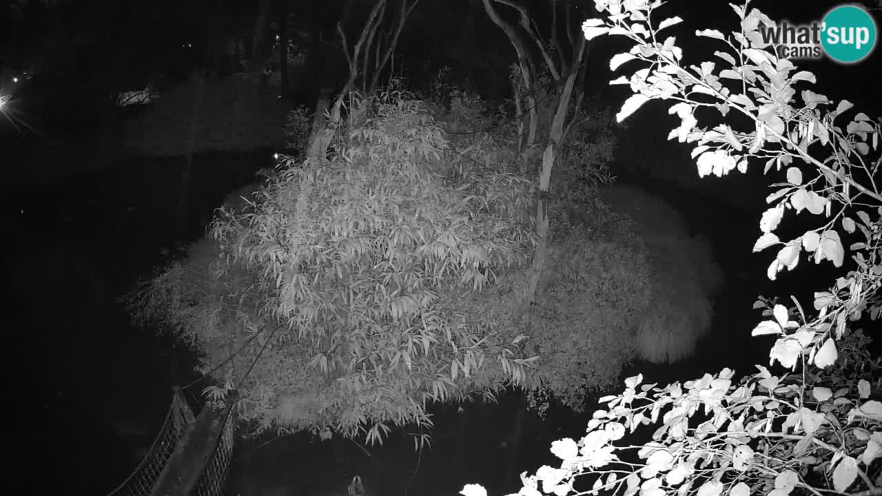 Gibbone dalle guance rosa nello ZOO di Ljubljana