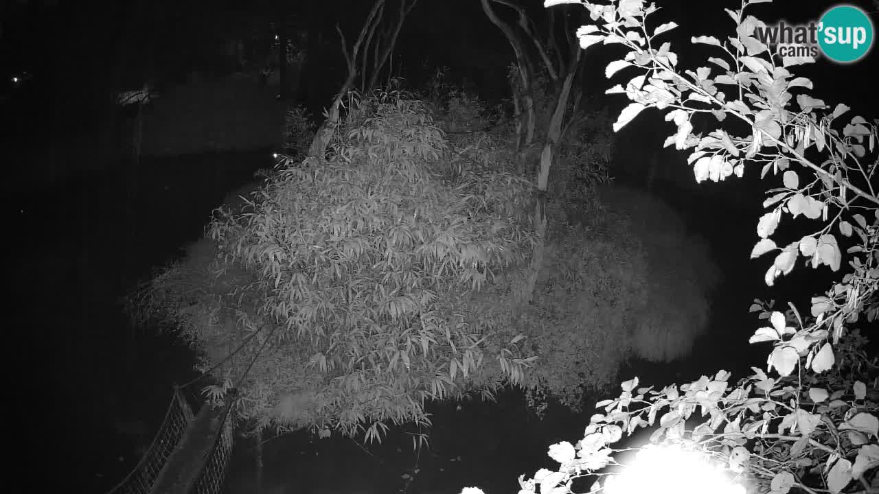 Gibbon à joues jaunes Zoo Ljubljana live cam