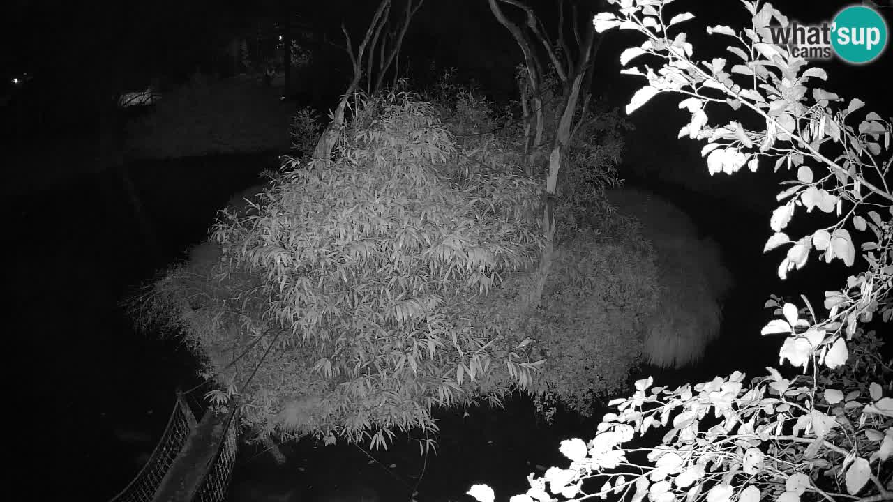 Gibón de mejillas beige Zoo Ljubljana