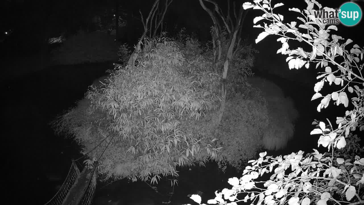 Gibbone dalle guance rosa nello ZOO di Ljubljana