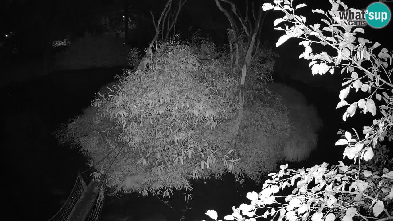 Gibbon à joues jaunes Zoo Ljubljana live cam
