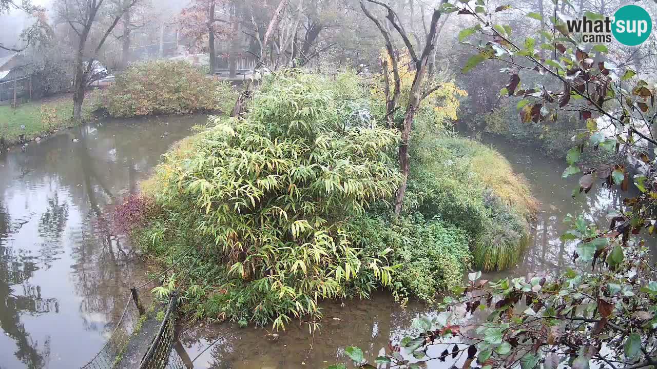 Gibbon à joues jaunes Zoo Ljubljana live cam
