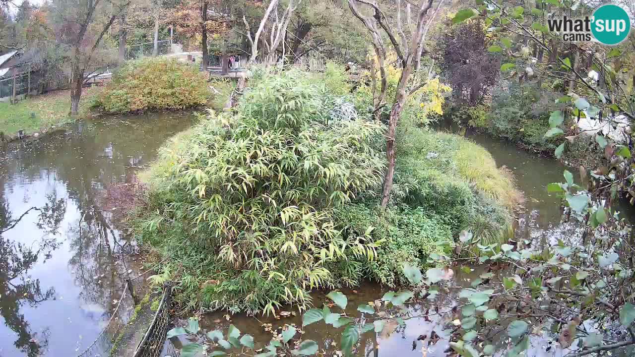 Gibbon à joues jaunes Zoo Ljubljana live cam