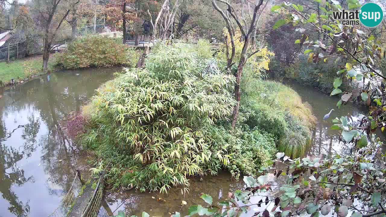 Zlatolični gibon živalski vrt Ljubljana