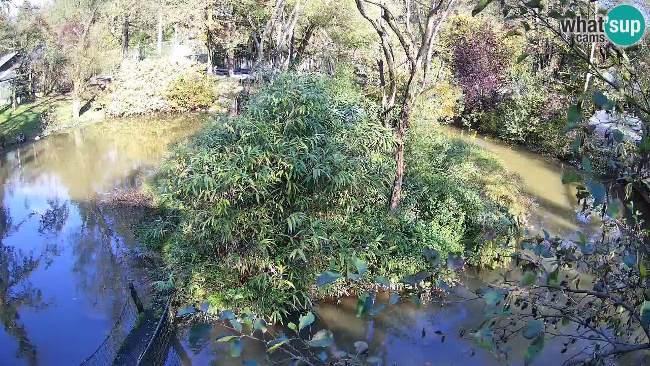 Gibbon à joues jaunes Zoo Ljubljana live cam