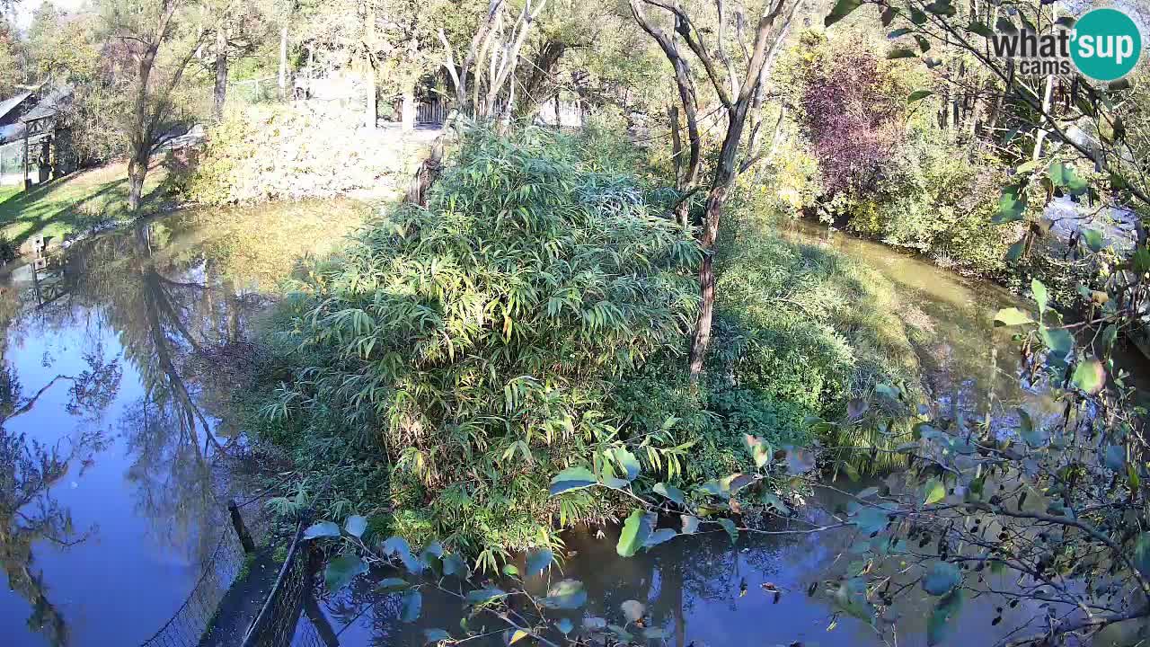 Yellow-cheeked gibbon Zoo Ljubljana livecam