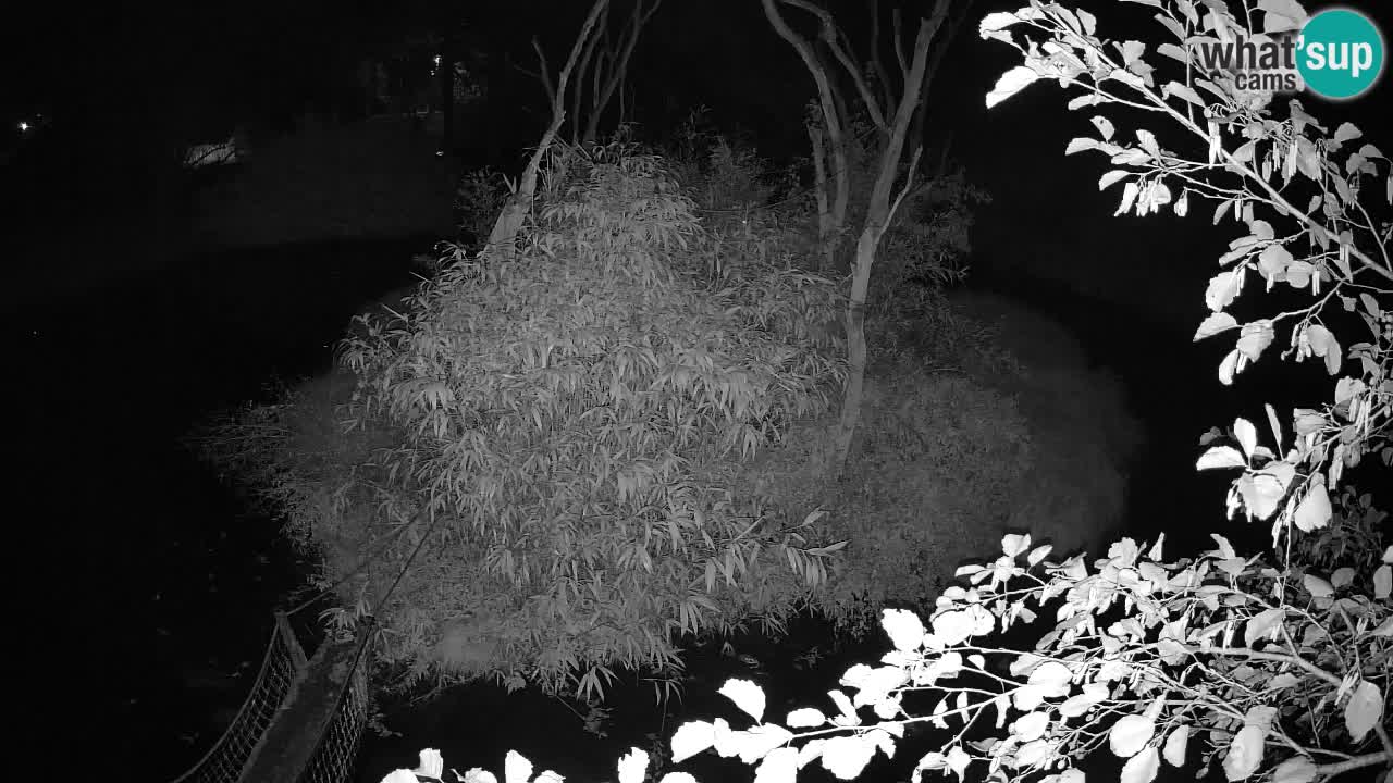 Yellow-cheeked gibbon Zoo Ljubljana livecam