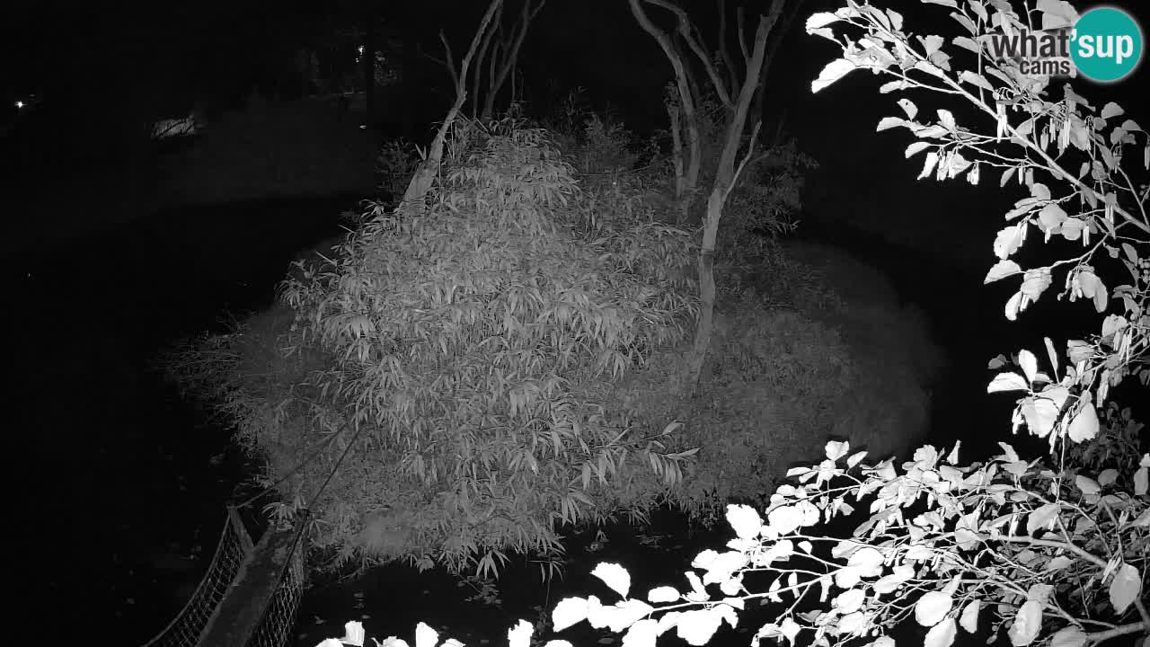 Yellow-cheeked gibbon Zoo Ljubljana livecam