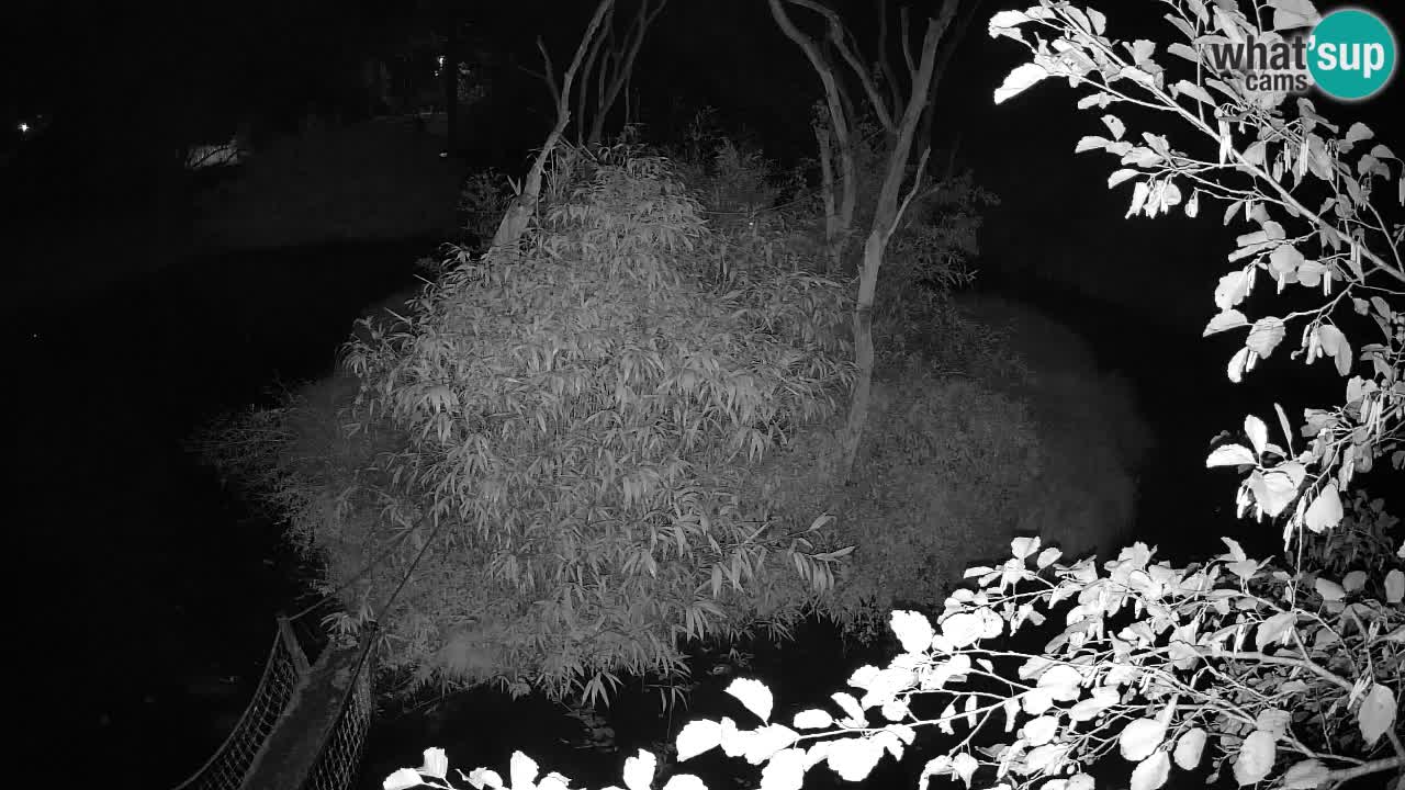 Yellow-cheeked gibbon Zoo Ljubljana livecam