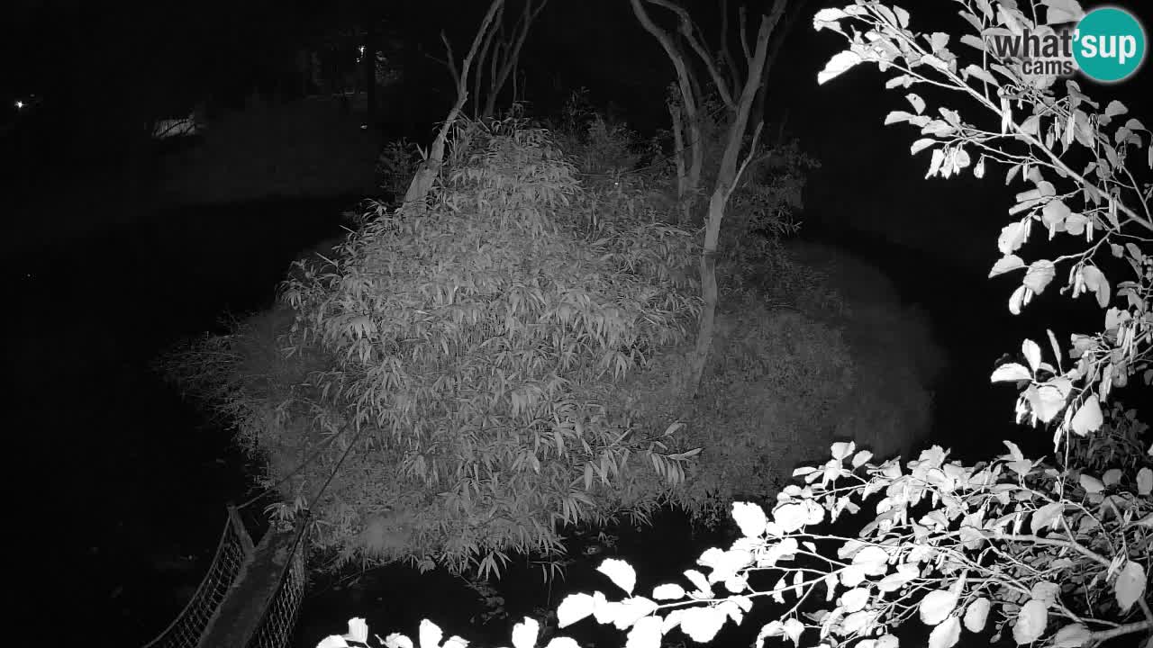 Yellow-cheeked gibbon Zoo Ljubljana livecam