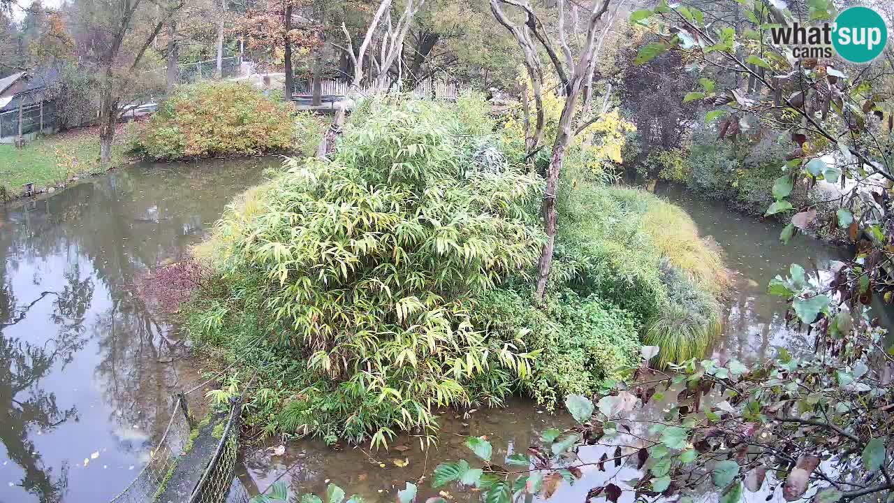 Südlicher Gelbwangen-Schopfgibbon Zoo Ljubljana webcam