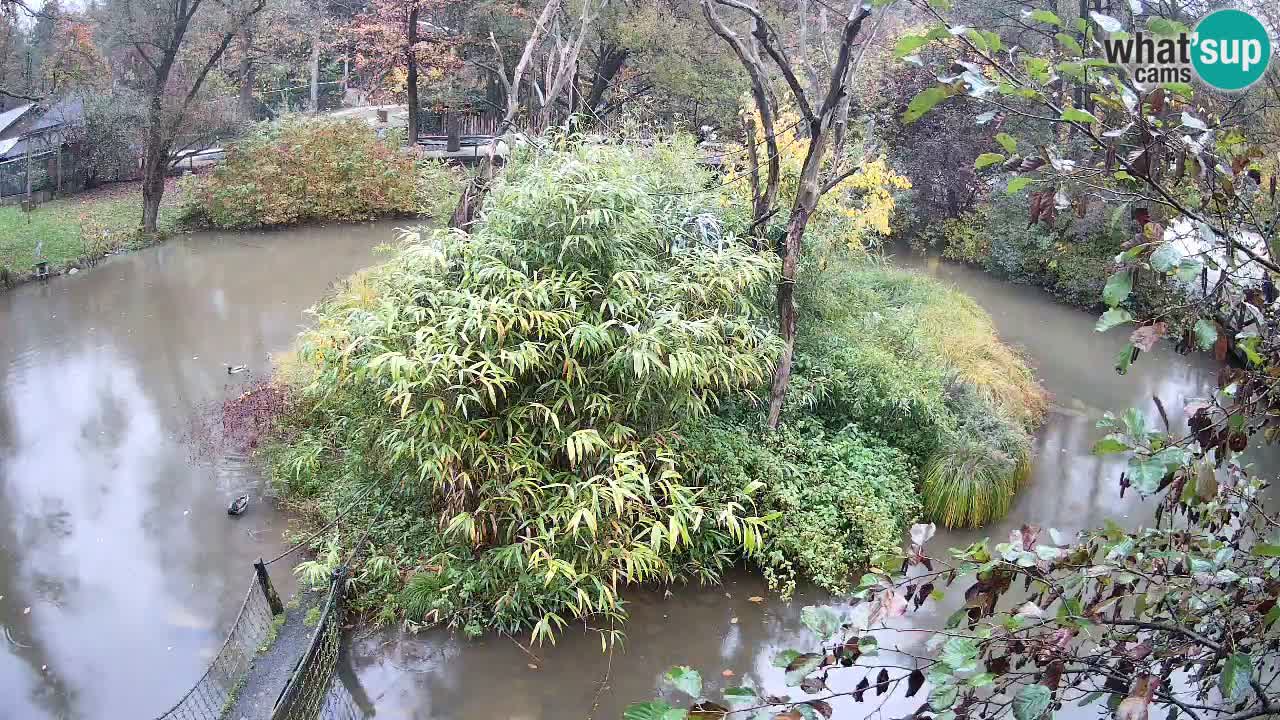Gibbon à joues jaunes Zoo Ljubljana live cam