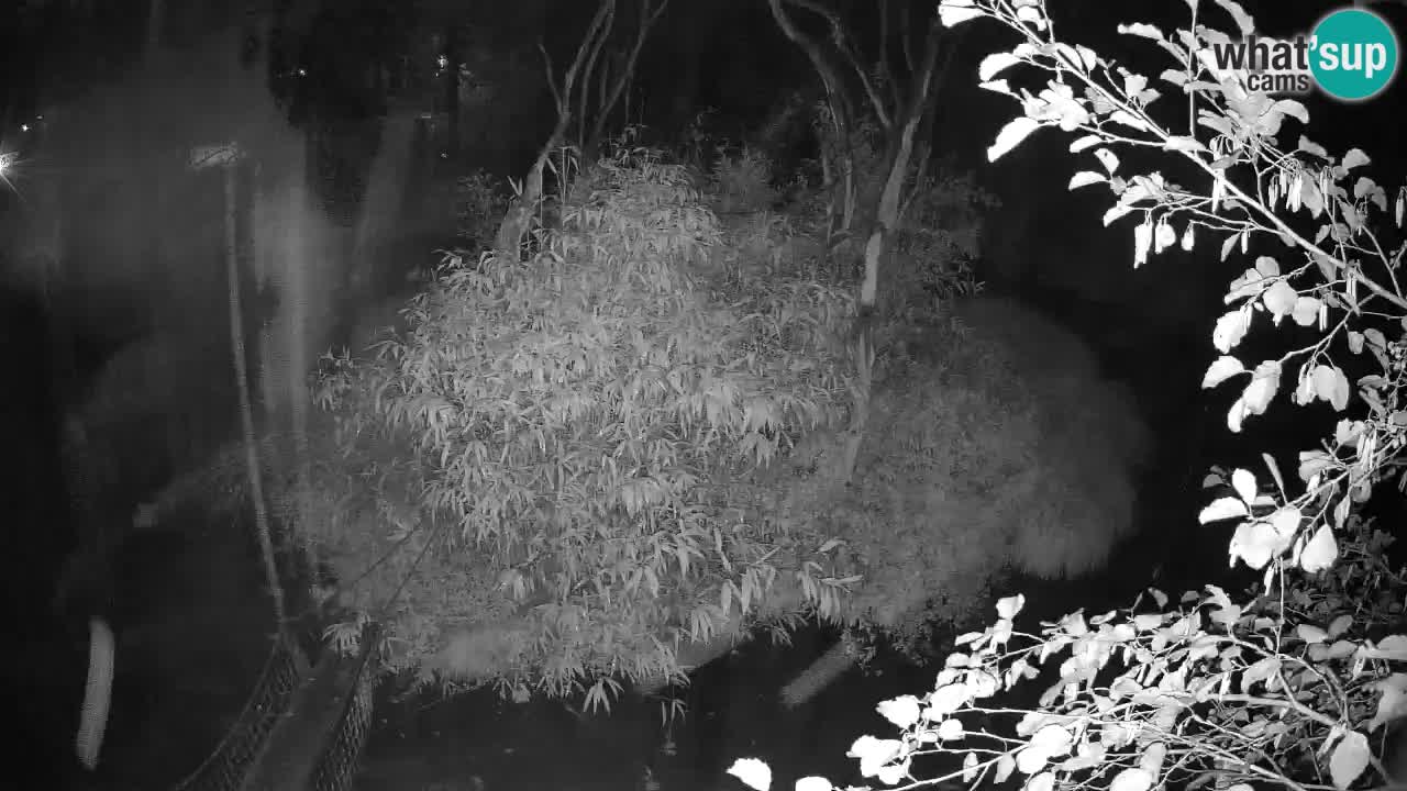 Gibbon à joues jaunes Zoo Ljubljana live cam